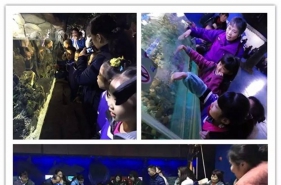 【走进海底世界•领略奇妙海洋】爱弥儿大川分园开启孩子们探索海底世界之旅