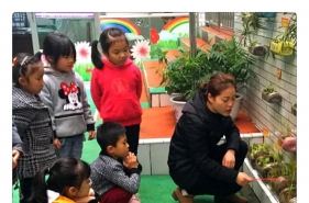 爱弥儿龙凤花园分园创设绿色小天地种植园