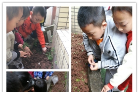 【上朗·巴南印象幼儿园】户外种植活动播种希望、收获成长！